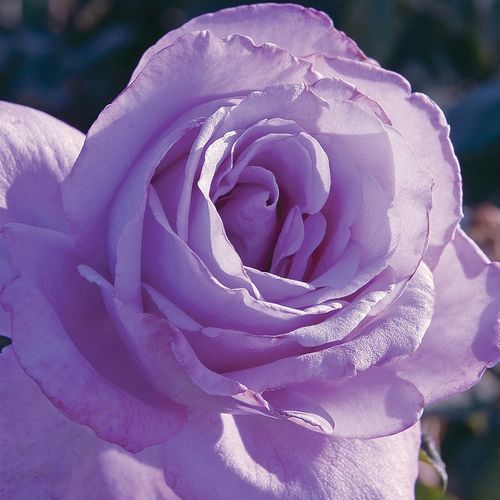 Diszkrét illatú rózsa - Rózsa - Blue Girl - Online rózsa rendelés